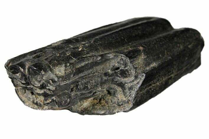 Pleistocene Aged Fossil Horse Tooth - Florida #122600